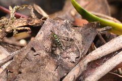 Heteropsilopus ingenuus