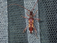 Coptocercus multitrichus