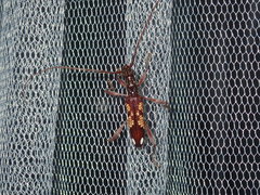 Coptocercus multitrichus