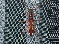 Coptocercus multitrichus