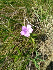 Ruellia humilis