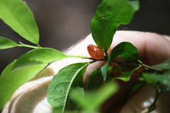 Symplocos baeuerlenii