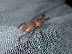 Cacostomus squamosus