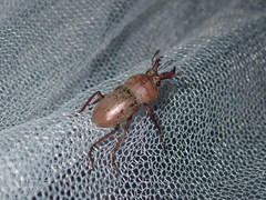 Cacostomus squamosus