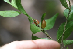 Symplocos baeuerlenii