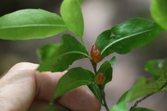 Symplocos baeuerlenii