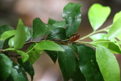 Symplocos baeuerlenii