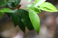 Symplocos baeuerlenii