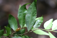 Symplocos baeuerlenii