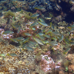 Anampses elegans