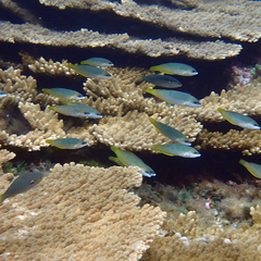 Anampses elegans