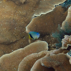 Plectroglyphidodon johnstonianus