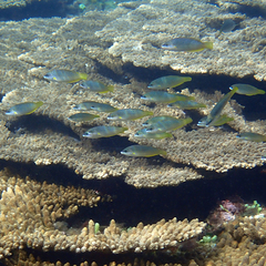Anampses elegans