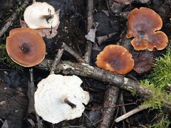 Media resource of Picipes badius