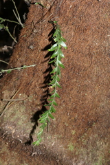 Tmesipteris obliqua