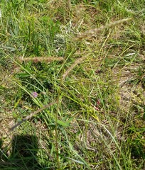 Paspalum plicatulum