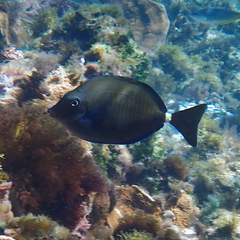 Prionurus maculatus