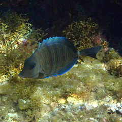 Prionurus maculatus