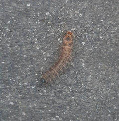 Lepidoptera
