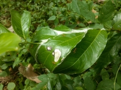 Oecophylla smaragdina selebensis