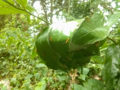 Oecophylla smaragdina selebensis