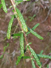 Olearia asterotricha asterotricha