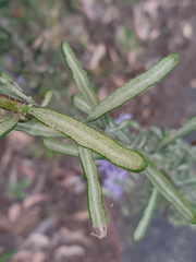 Olearia asterotricha asterotricha
