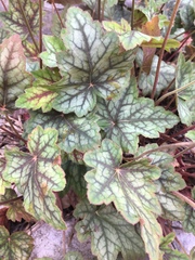 Heuchera longiflora