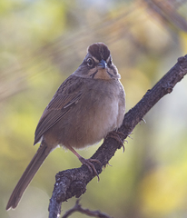 Aimophila notosticta