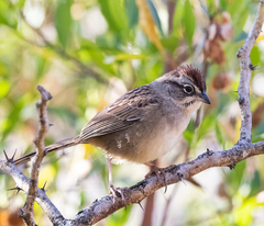 Aimophila notosticta