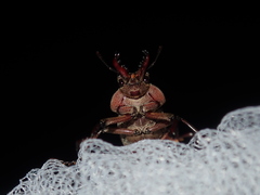 Cacostomus squamosus