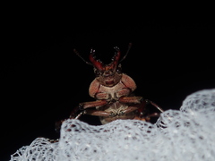 Cacostomus squamosus