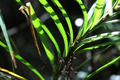 Freycinetia excelsa