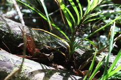 Freycinetia excelsa