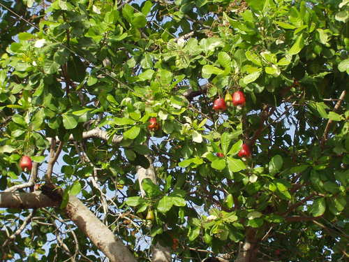 cashew