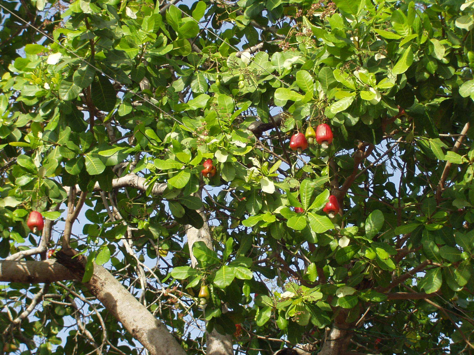 Anacardium occidentale