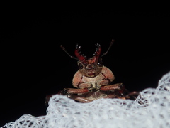 Cacostomus squamosus