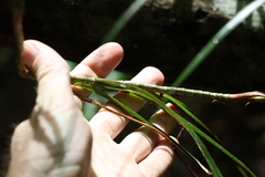 Freycinetia excelsa