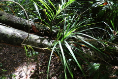 Freycinetia excelsa