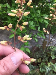 Heuchera longiflora