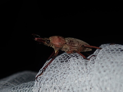 Cacostomus squamosus