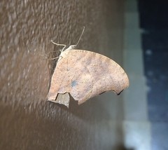 Melanitis leda