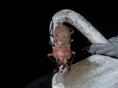 Cacostomus squamosus