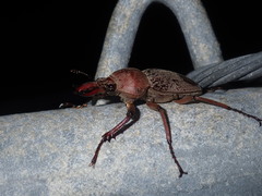 Cacostomus squamosus