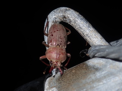 Cacostomus squamosus