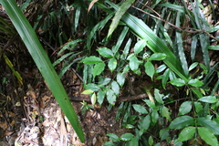 Atherospermataceae