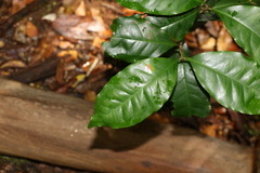 Syzygium hodgkinsoniae