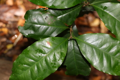 Syzygium hodgkinsoniae