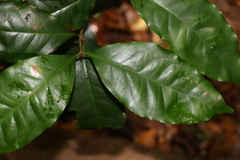 Syzygium hodgkinsoniae