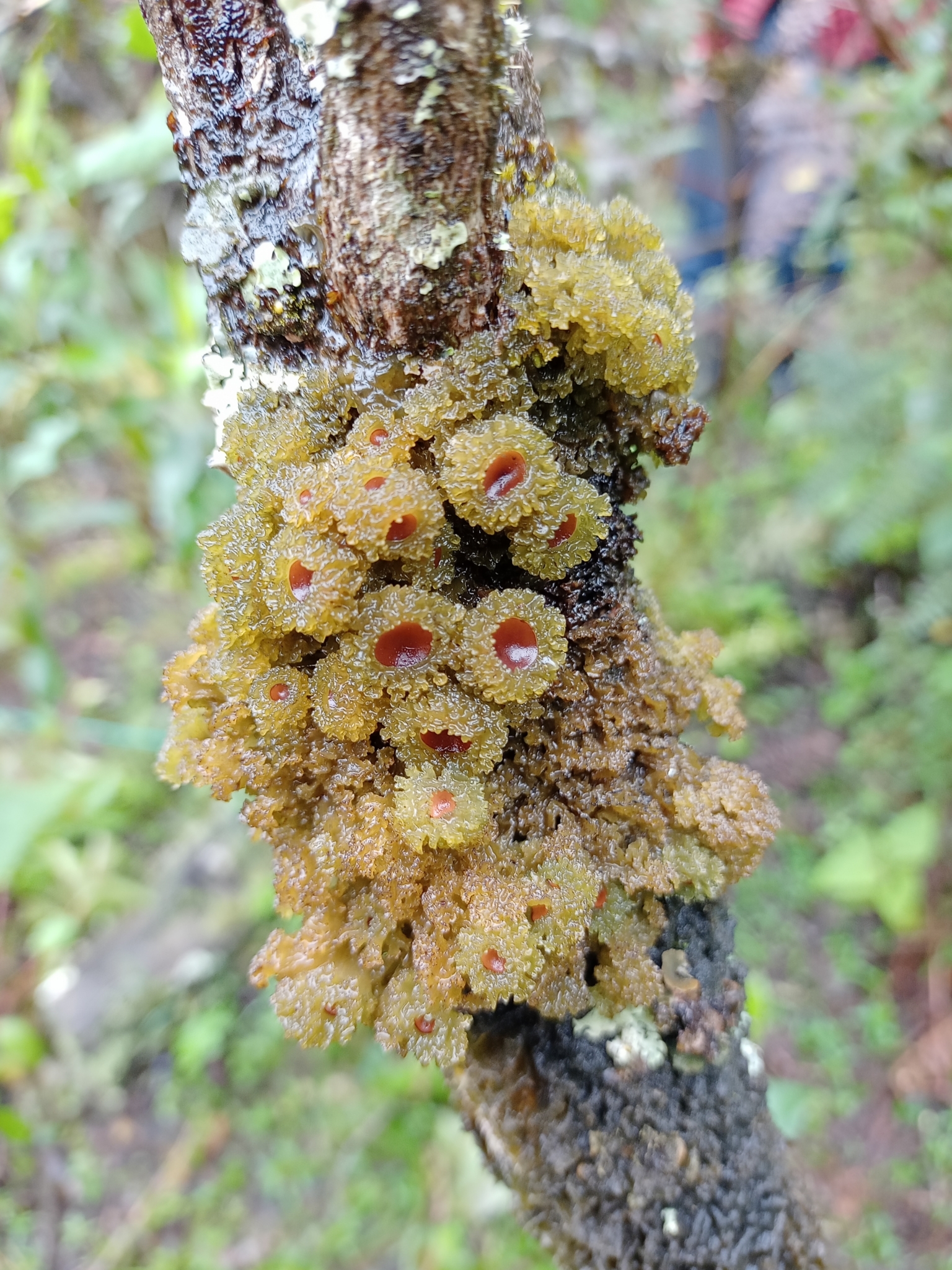 Leptogium phyllocarpum image